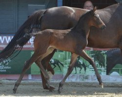 Dressurpferd Formidable (Westfale, 2019, von Fashion In Black NRW)