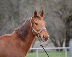 horse Mogli 362 (Hanoverian, 2009, from Markus Deak xx)