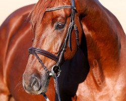 dressage horse Fürstin Finesse 2 (Westphalian, 2012, from Fürst Wilhelm)