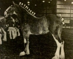 Zuchtstute Amberglo's Precious Moment (Clydesdale, 2002, von Grandview Sir Honze)