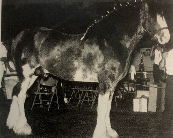 Deckhengst Ambassador's Danny Boy (Clydesdale, 1984, von Bardrill Ambassador)