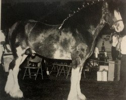 stallion Ambassador's Danny Boy (Clydesdale, 1984, from Bardrill Ambassador)