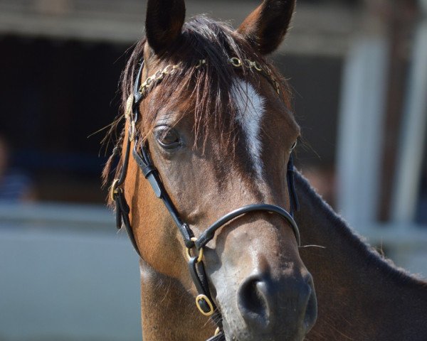 broodmare Carpe Diem Daffodil (Welsh-Pony (Section B), 2009, from Schwalmprinz)