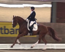 dressage horse Ballentines L (Hanoverian, 2011, from Belissimo NRW)