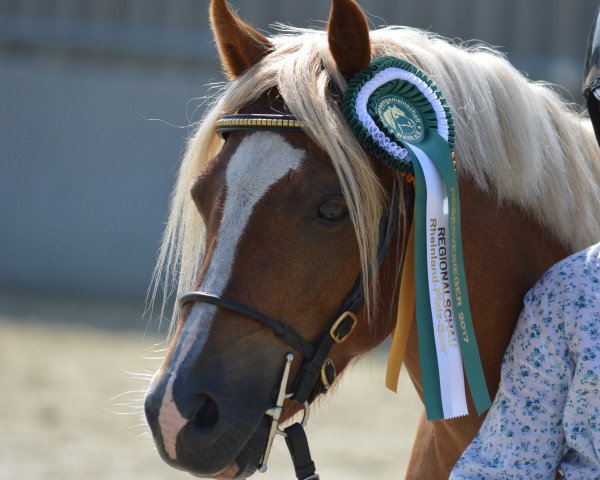 Deckhengst Kaiserbach's Personal Tribute To Pendragon (Welsh Pony (Sek.B), 2012, von Cottrell Pendragon)