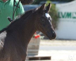 dressage horse Stute von Fashion in Black / Rohdiamant (Westphalian, 2019, from Fashion In Black NRW)