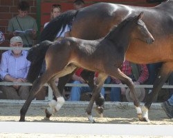 dressage horse Hengst von Fashion in Black / Rock Forever I (Westphalian, 2019, from Fashion In Black NRW)