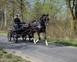 horse Czarek (Great Poland (wielkopolska), 2016, from Polder)