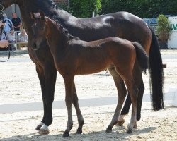 horse Hengst von Fashion in Black / Wolkentanz (Westfale, 2019, from Fashion In Black NRW)