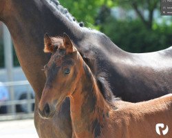 horse Hengst von Fashion in Black / Riccione (Westfale, 2019, from Fashion In Black NRW)