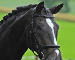 dressage horse Rosenstolz 33 (Hanoverian, 2002, from Rotspon)