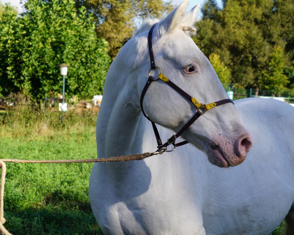 dressage horse Joaquin af Coco (Knabstrupper, 2004, from Thorin af Coco)