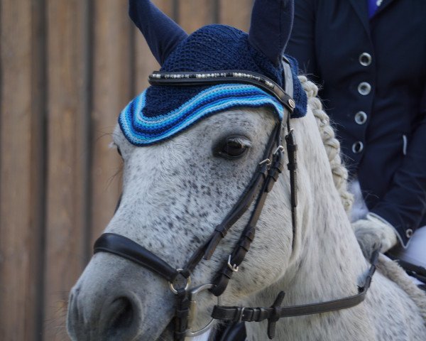 dressage horse Monaincha Boy (Connemara Pony, 2012, from Kinvara Boy)