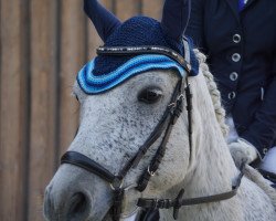 Dressurpferd Monaincha Boy (Connemara-Pony, 2012, von Kinvara Boy)