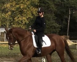 Pferd Golden Willow (Schweres Warmblut, 2014, von Elixier)