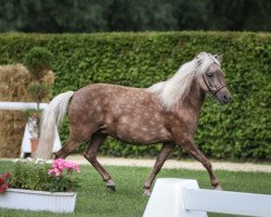 Zuchtstute Hella vom Körler Berg (Deutsches Classic Pony, 2017, von Janko Boy vom Schedetal)