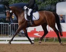 dressage horse Coco Chanel 123 (Westphalian, 2002, from Coriando)