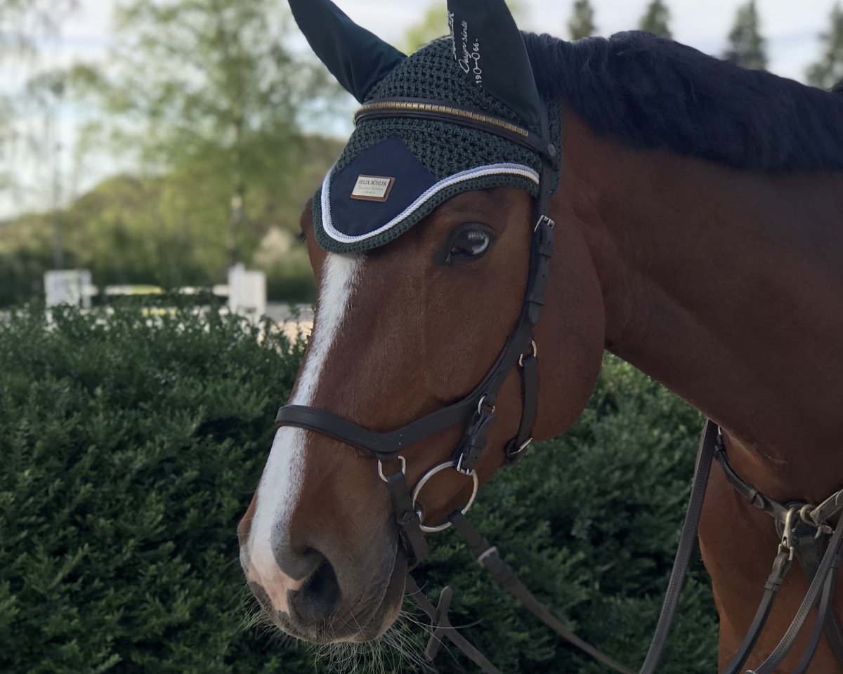 Springpferd Luneye (Westfale, 2012, von Lordanos)