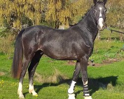 stallion Calido (Westphalian, 2017, from Entertainment)