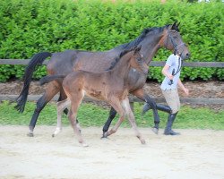 Springpferd Caballero S (Westfale, 2019, von Conthargos)