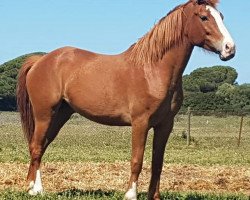 horse Candela (Andalusians/horse of pure Spanish race, 2013)