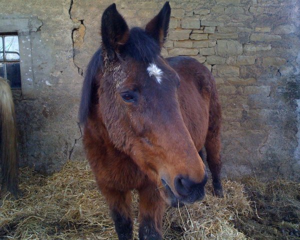 broodmare Fosquinha (Trakehner,  , from Marlo)