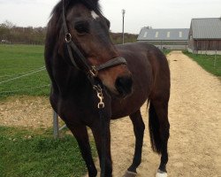 Pferd Franklin 17 (Trakehner,  , von Arogno)