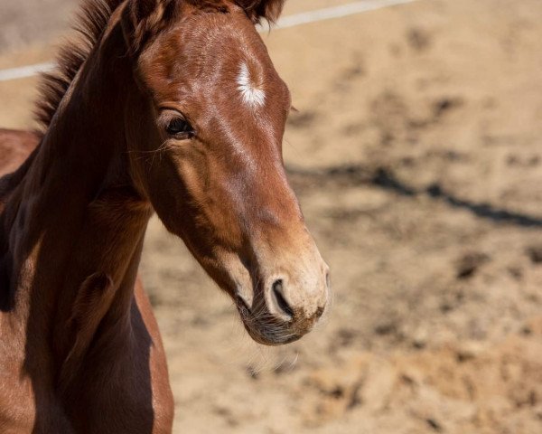dressage horse Waleah (Oldenburg, 2019, from Maracana)
