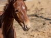 dressage horse Waleah (Oldenburg, 2019, from Maracana)