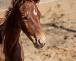 broodmare Waleah (Oldenburg, 2019, from Maracana)