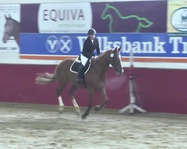 Reitturnier Trier - Hofgut Monaise 2016