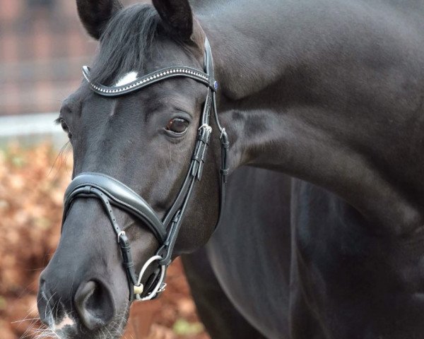 dressage horse Frida Rosé (Hanoverian, 2010, from Fürst Nymphenburg)