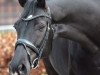 dressage horse Frida Rosé (Hanoverian, 2010, from Fürst Nymphenburg)