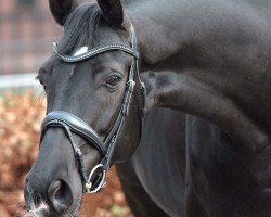 dressage horse Frida Rosé (Hanoverian, 2010, from Fürst Nymphenburg)