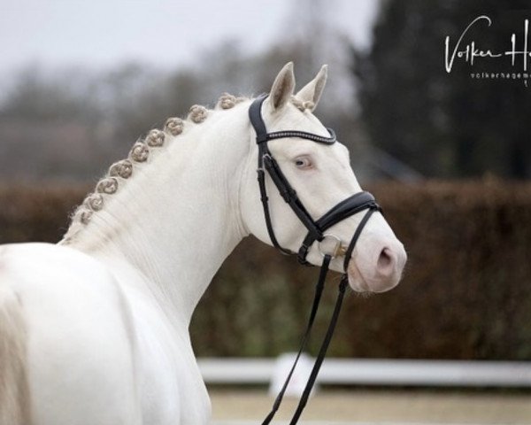 stallion Gold Garant (German Riding Pony, 2019, from Golden Grey NRW)