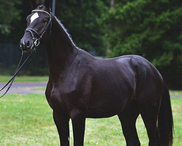 stallion Tokyo (Oldenburg, 2012, from Totilas)