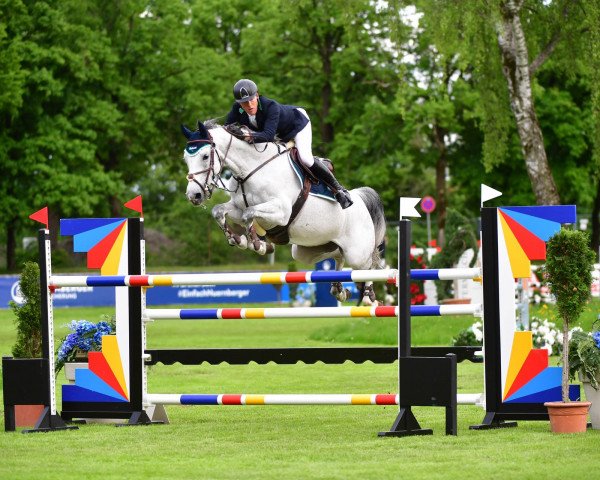 jumper Carisma Can Fly (Hanoverian, 2009, from Chalet)