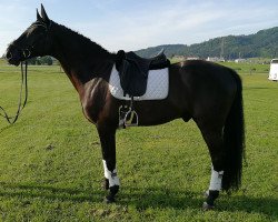 dressage horse Clintino 5 (Holsteiner, 2009, from Clinton I)