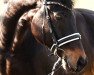 dressage horse Lavenyio (Westphalian, 2003, from Laomedon)