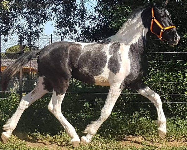 horse DUCATI DE FINCA BARROCO (Pinto, 2017)