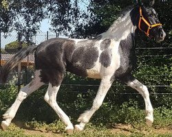 horse Ducati de Finca Barroco (Pinto, 2017)