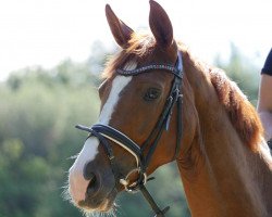 broodmare Daylight (Westphalian, 2013, from Daley Thompson)