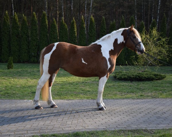 horse Pupi (Polish Heavy Draft,  )
