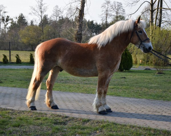 Pferd Pijus (Polnisches Kaltblut, 2014)