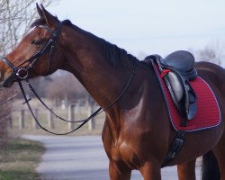 broodmare Orkana 2 (Bavarian, 2005, from Acord's Champion)