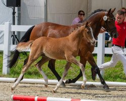 Dressurpferd Dandino (Deutsches Reitpony, 2019, von Dreiklang AT)