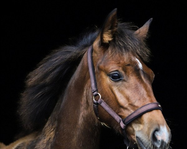 dressage horse Zealous in love (Hanoverian, 2021, from Zoom)