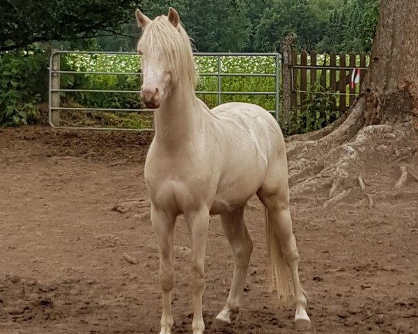 Deckhengst Liberty (Welsh Pony (Sek.B), 2017, von Sophianora Lord)