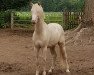 stallion Liberty (Welsh-Pony (Section B), 2017, from Sophianora Lord)