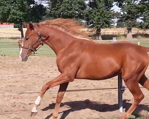 Dressurpferd Wallach v dark Sensation (Oldenburger, 2017, von Dark Sensation)